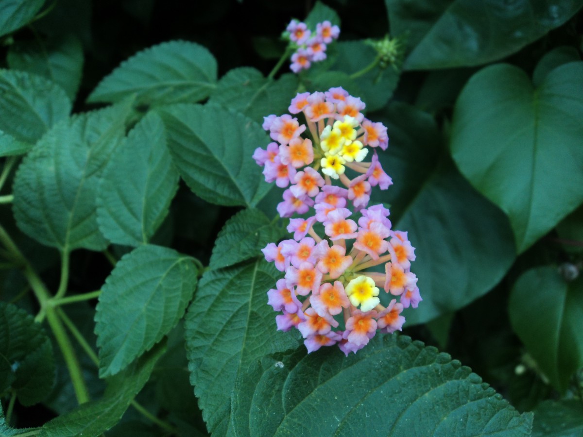 Verbenaceae